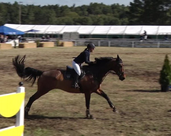 Reitturnier Schwanebeck 2019