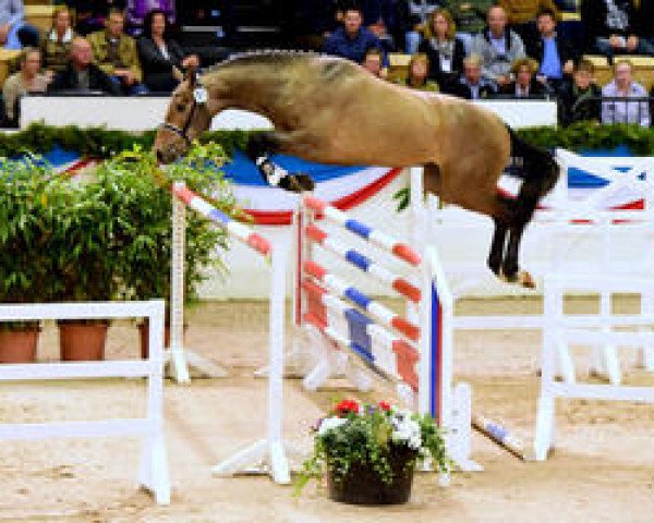 stallion Quiwi Capitol (Holsteiner, 2014, from Quiwi Dream)