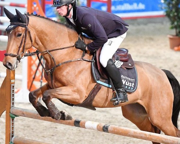 jumper Cantara 77 (Hanoverian, 2009, from Canstakko)