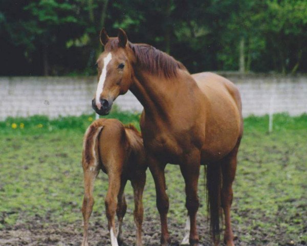 broodmare Erle (Rhinelander, 1985, from Ehrensold)
