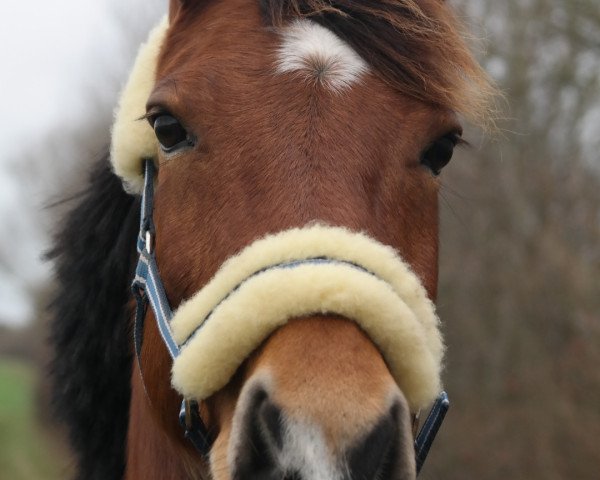 Pferd Cinderella (Deutsches Reitpony, 2004, von Menelaos)