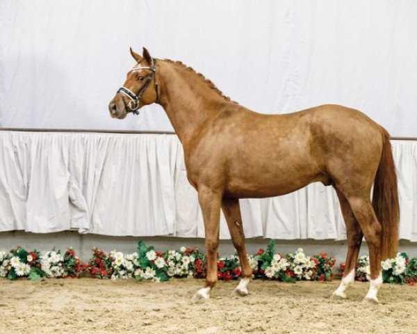 horse For Fashion (Westphalian, 2014, from For Romance I)