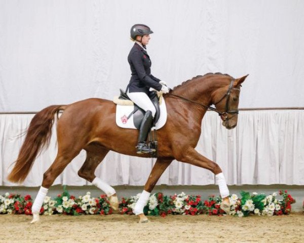 Pferd Silvergold (Westfale, 2013, von Sir Fidergold)