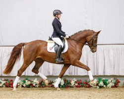 Pferd Silvergold (Westfale, 2013, von Sir Fidergold)