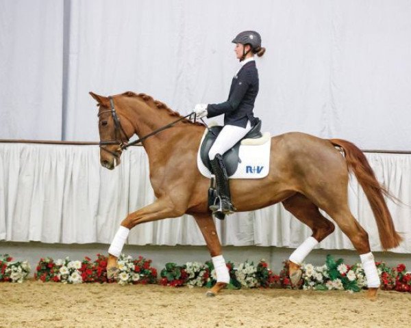 horse Die Fürstin (Westphalian, 2012, from Dankeschön)