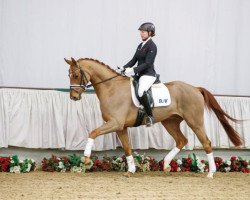 horse Big Ben (Westphalian, 2012, from Belissimo NRW)