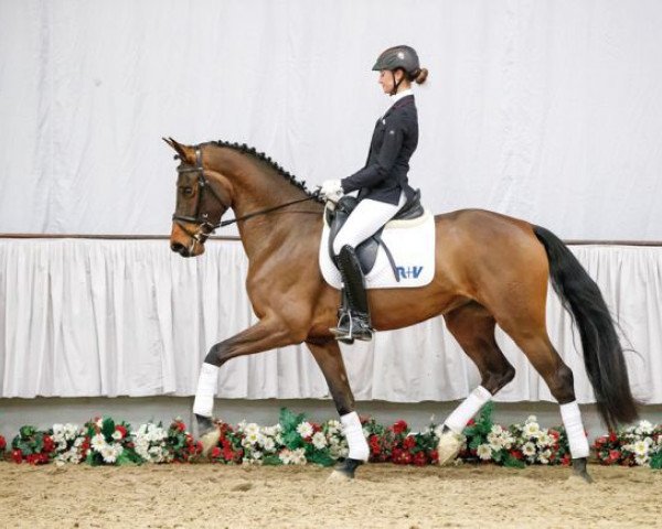 Drezurní kůň Flying for Compliments (Westfálský kůň, 2013, od Franziskus FRH)