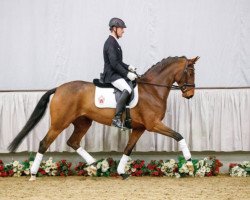horse Endless Pleasure (Westphalian, 2013, from Ehrenstolz)