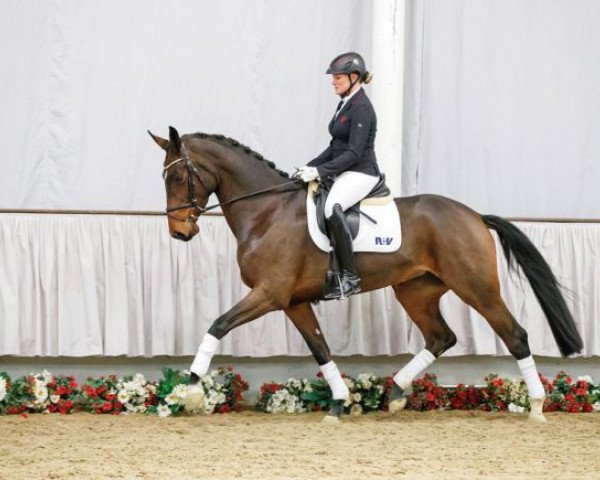 horse Felicita (Westphalian, 2013, from Feedback 16)