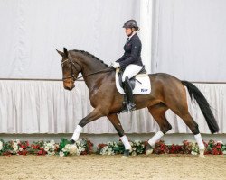 horse Felicita (Westphalian, 2013, from Feedback 16)