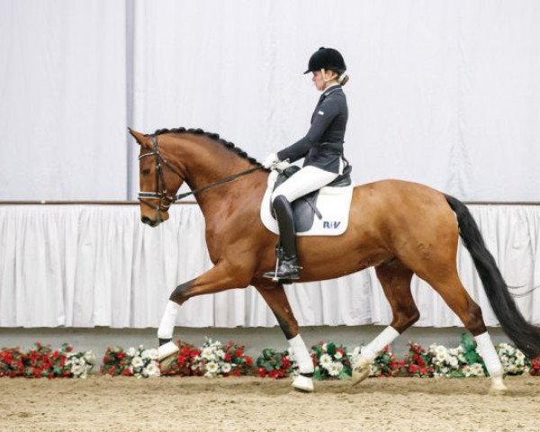 dressage horse Vanderbilt 14 (Westphalian, 2013, from Vitalis)