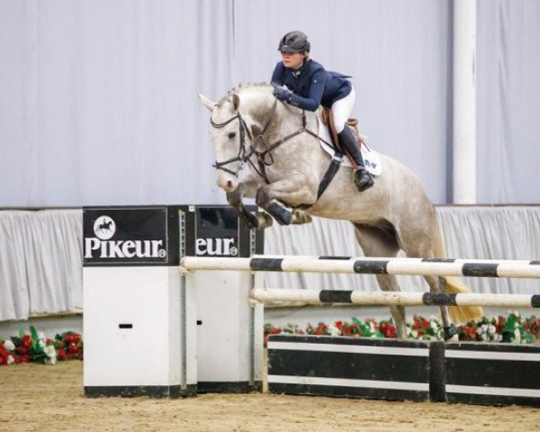 jumper Cato S (Westphalian, 2012, from Catum)