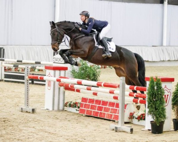 jumper Charlien 8 (Westphalian, 2012, from Captain Jack 44)