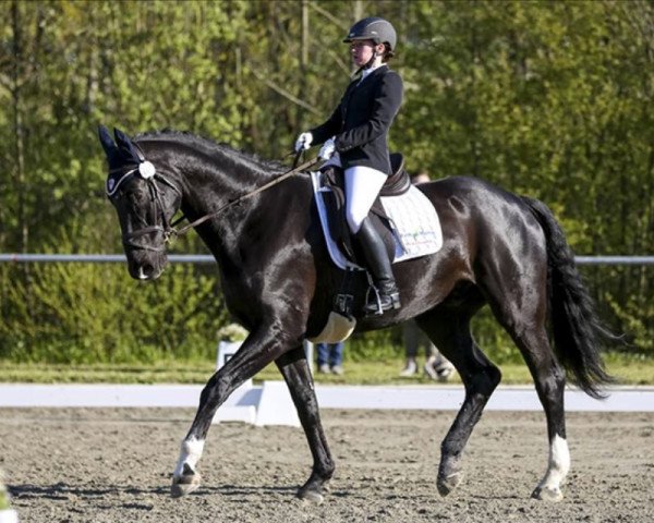 horse Don Antonio 16 (Württemberger, 2006, from Danone 4)