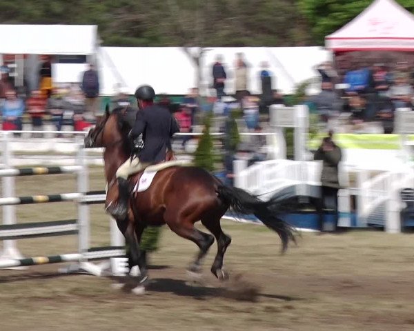 Reitturnier Schwanebeck 2019