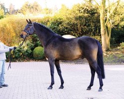 stallion Lentini (Holsteiner, 1998, from Lavaletto)