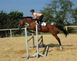 broodmare Ricarda (German Sport Horse, 2010, from Cassineto)