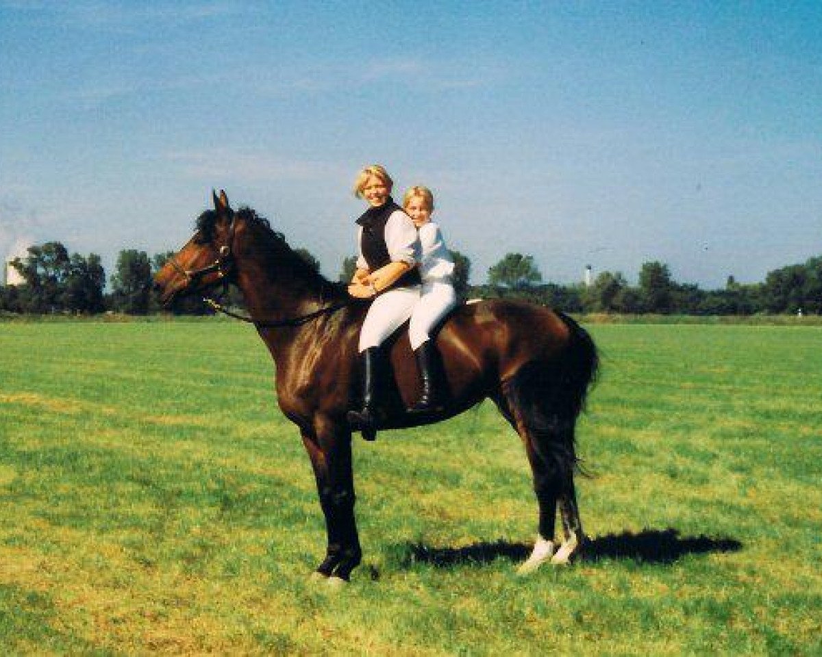 Pferd Ruby Thuesday 2 (Hessisches Warmblut, 1991, von Romanow)