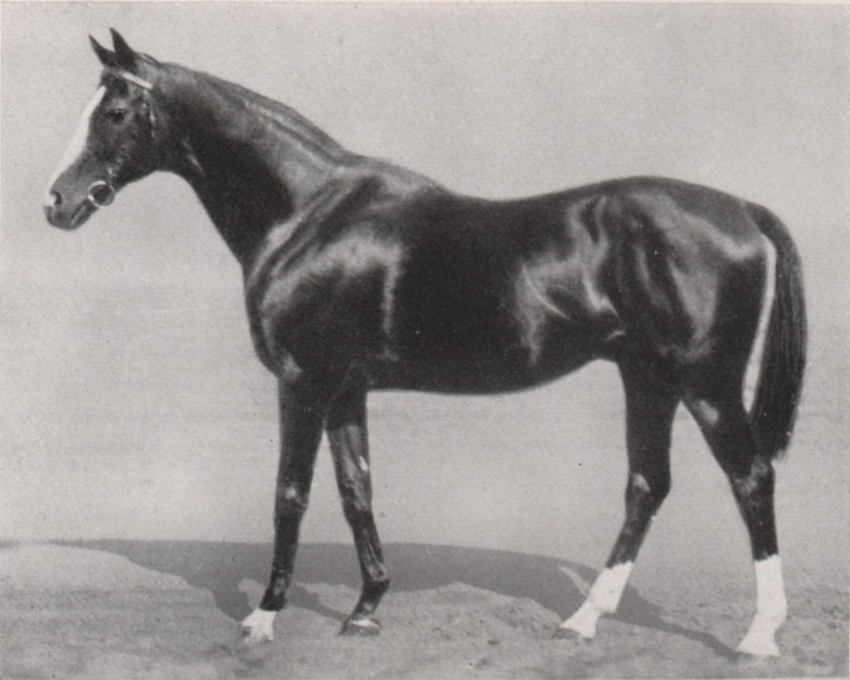 Stallion Lancelot xx (English Thoroughbred, 1915, from Saint Maclou xx)