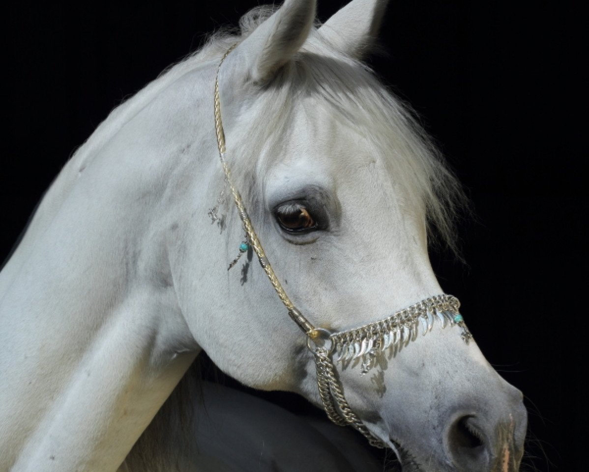 horse Kairo Ibn Kruschan (Arabian purebred, 2005, from Kruschan Ibn Kantar)