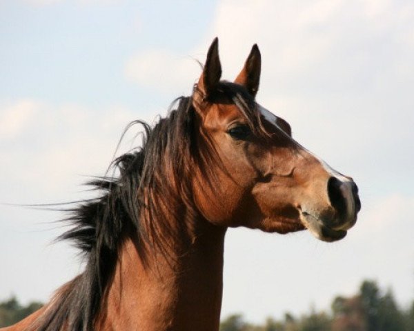 horse Dashanti Bint Kruschan (Arabian purebred, 2007, from Kruschan Ibn Kantar)