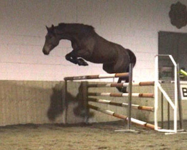 broodmare Arizona by Etl (Holsteiner, 1995, from Acord II)