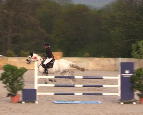 Reitturnier Oberfrauendorf 2019