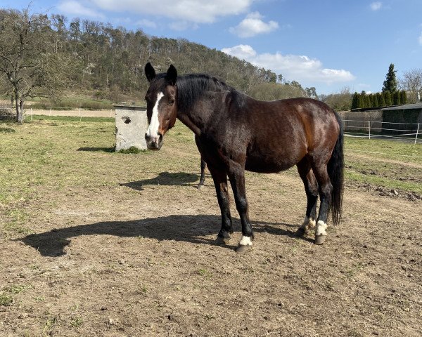 horse Labionda 3 (Westphalian, 2001, from Lanciano)