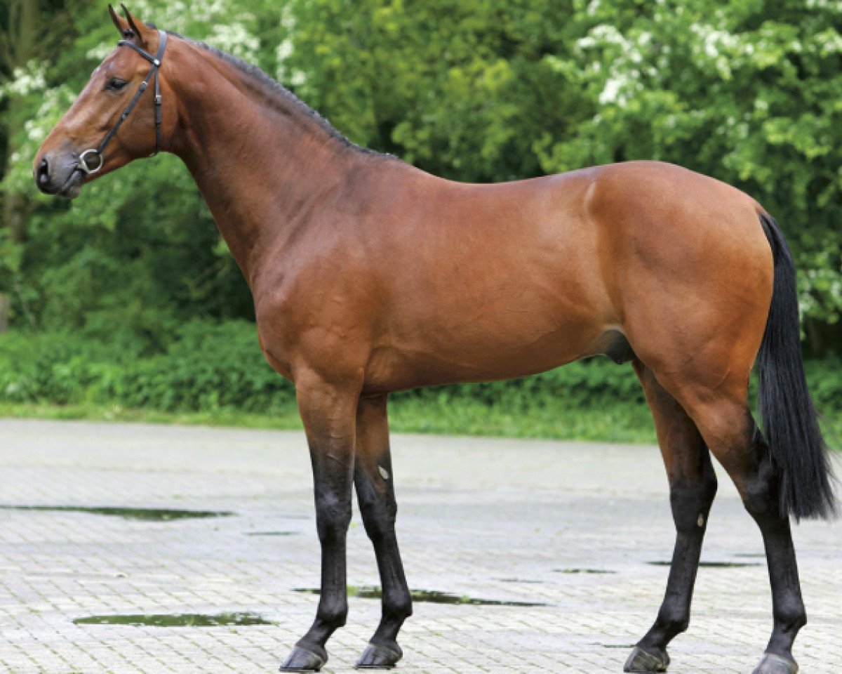 Deckhengst Verdi (KWPN (Niederländisches Warmblut), 2002, von Quidam de Revel)