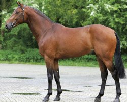 stallion Verdi (KWPN (Royal Dutch Sporthorse), 2002, from Quidam de Revel)