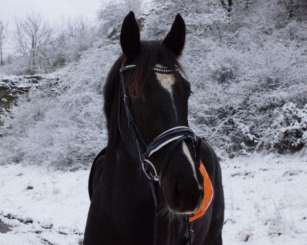 dressage horse Avalun (Westphalian, 2012, from Arpeggio)