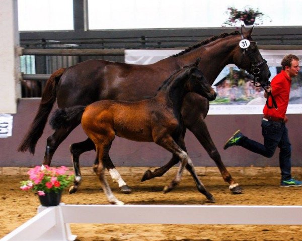 horse Symphonia (Westphalian, 2016, from Symphonic)