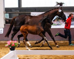 horse Symphonia (Westphalian, 2016, from Symphonic)