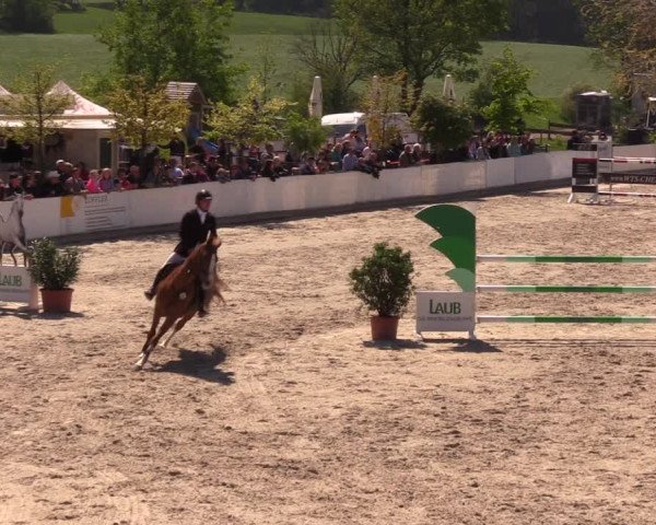 Reitturnier Oberfrauendorf 2019