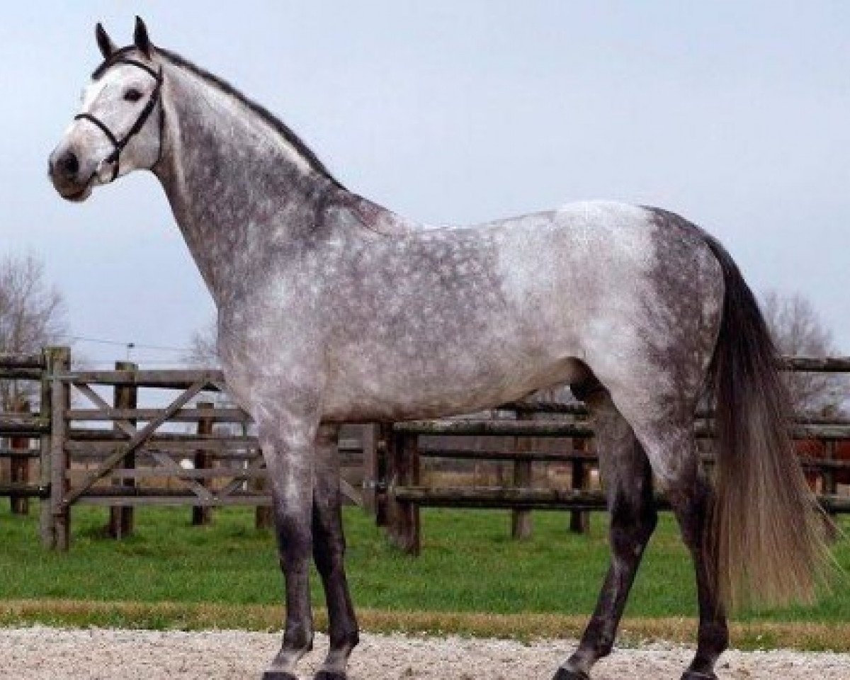 stallion Norton d'Eole (Selle Français, 2001, from Cento)