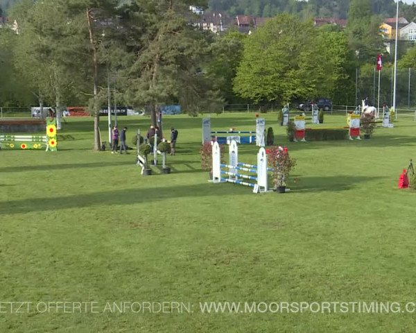 Reitturnier Elgg 2019