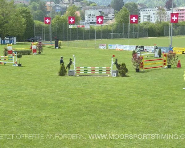 Reitturnier Elgg 2019