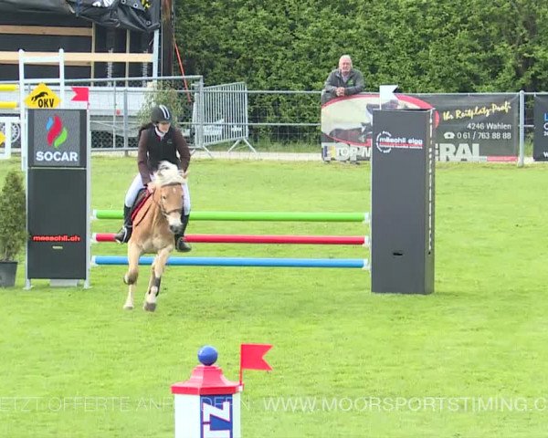 Reitturnier Elgg 2019