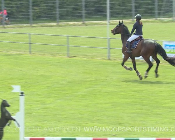 Reitturnier Elgg 2019