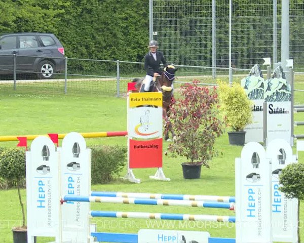 Reitturnier Elgg 2019