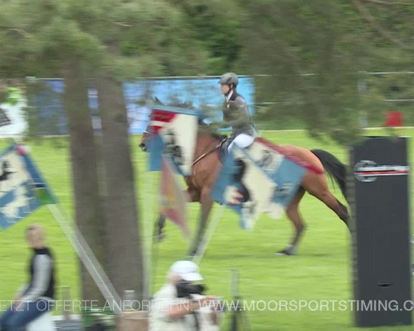 Reitturnier Elgg 2019