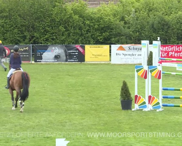 Reitturnier Elgg 2019