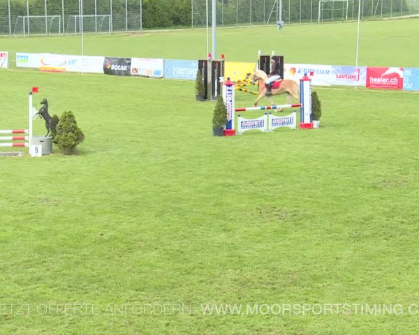 Reitturnier Elgg 2019