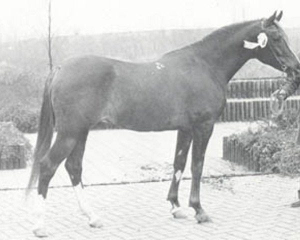stallion Mir ox (Arabian purebred, 1972, from Aswan 1958 EAO)