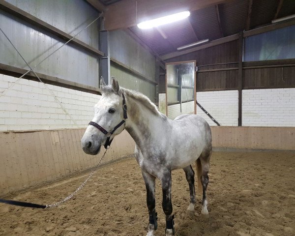 dressage horse Cascavile (Hungarian Warmblood, 2012, from Cassuci)