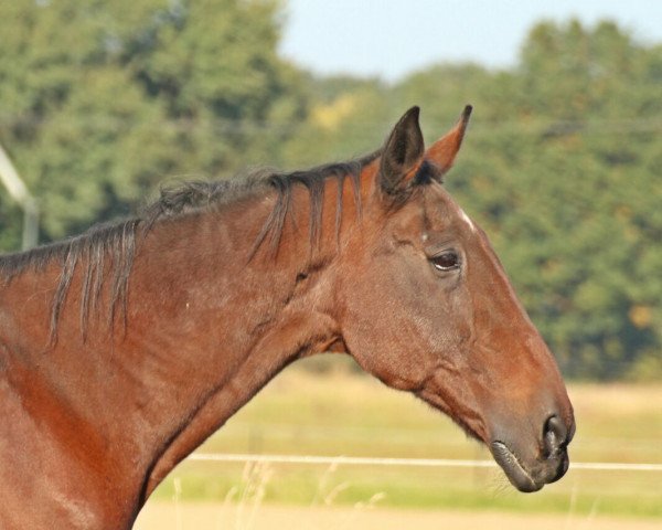 Pferd Concord 38 (Deutscher Traber, 1987, von Cooper's Mills (US))