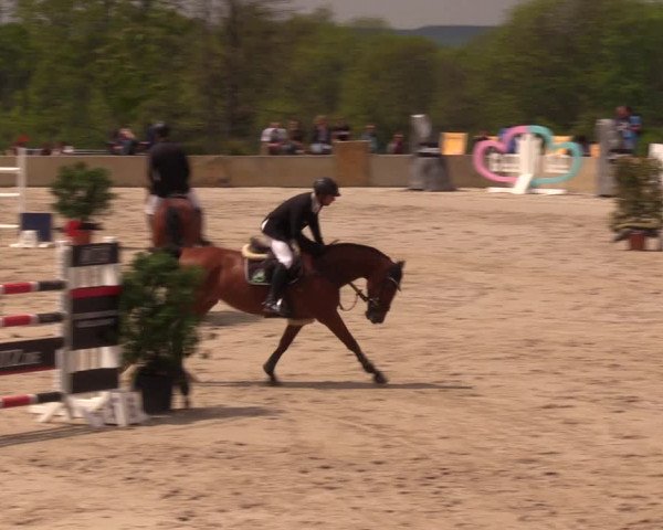Reitturnier Oberfrauendorf 2019