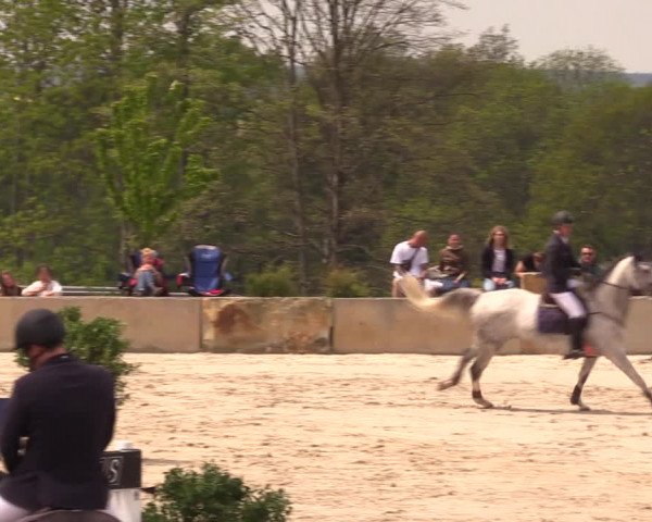 Reitturnier Oberfrauendorf 2019