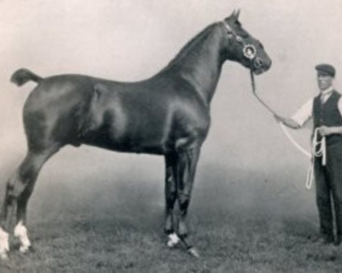 stallion Flash Cadet (Hackney (horse/pony), 1906, from His Majesty)