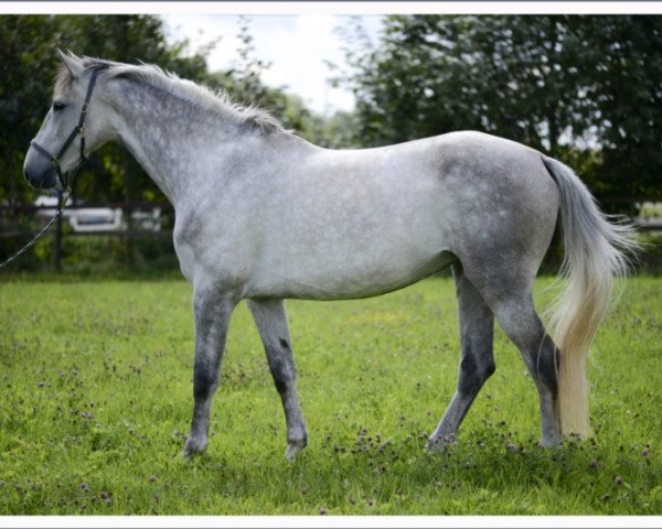 Zuchtstute Atlanta Z (Zangersheide Reitpferd, 2007, von Asca Z)